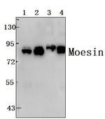 Moesin Antibody in Western Blot (WB)