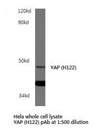 YAP1 Antibody in Western Blot (WB)