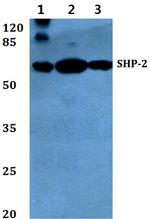 SHP2 Antibody in Western Blot (WB)