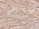 ERAB Antibody in Immunohistochemistry (Paraffin) (IHC (P))