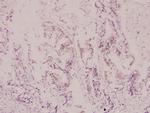 Aconitase 1 Antibody in Immunohistochemistry (Paraffin) (IHC (P))