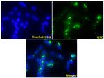 14-3-3 theta Antibody in Immunocytochemistry (ICC/IF)