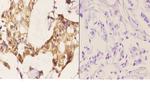 14-3-3 theta Antibody in Immunohistochemistry (Paraffin) (IHC (P))