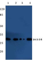 14-3-3 theta Antibody in Western Blot (WB)