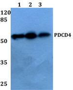 PDCD4 Antibody in Western Blot (WB)