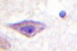 OPRD1 Antibody in Immunohistochemistry (Paraffin) (IHC (P))