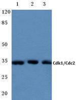 CDK1 Antibody in Western Blot (WB)