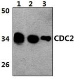 CDK1 Antibody in Western Blot (WB)