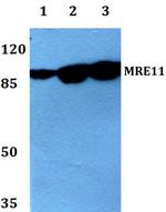 MRE11 Antibody in Western Blot (WB)