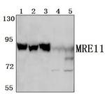 MRE11 Antibody in Western Blot (WB)