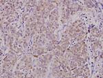 TNFRSF11B Antibody in Immunohistochemistry (Paraffin) (IHC (P))