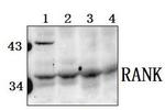 CD254 (RANK Ligand) Antibody in Western Blot (WB)