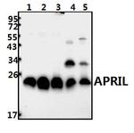 APRIL Antibody in Western Blot (WB)