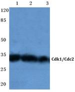 CDK1 Antibody in Western Blot (WB)