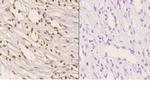 HMGB1 Antibody in Immunohistochemistry (Paraffin) (IHC (P))