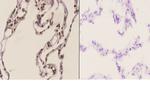 HMGB1 Antibody in Immunohistochemistry (Paraffin) (IHC (P))