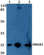 HMGB1 Antibody in Western Blot (WB)