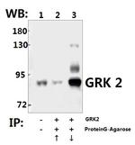 GRK2 Antibody in Immunoprecipitation (IP)