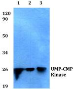 CMPK1 Antibody in Western Blot (WB)