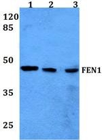 FEN1 Antibody in Western Blot (WB)