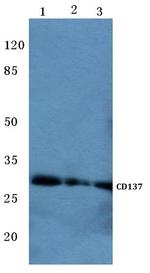 CD137 (4-1BB) Antibody in Western Blot (WB)