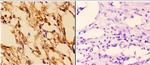 14-3-3 epsilon Antibody in Immunohistochemistry (Paraffin) (IHC (P))