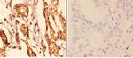 14-3-3 epsilon Antibody in Immunohistochemistry (Paraffin) (IHC (P))