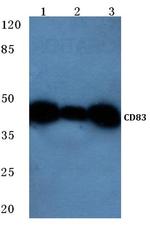 CD83 Antibody in Western Blot (WB)