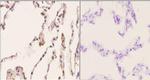 beta Arrestin 1 Antibody in Immunohistochemistry (Paraffin) (IHC (P))