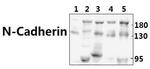 N-cadherin Antibody in Western Blot (WB)