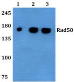 RAD50 Antibody in Western Blot (WB)