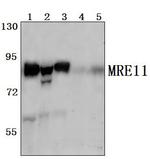 MRE11 Antibody in Western Blot (WB)