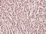 CKMT2 Antibody in Immunohistochemistry (Paraffin) (IHC (P))