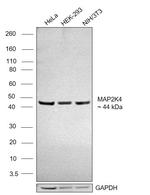 MAP2K4 Antibody in Western Blot (WB)