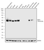 CtBP2 Antibody in Western Blot (WB)