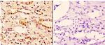 14-3-3 zeta Antibody in Immunohistochemistry (Paraffin) (IHC (P))