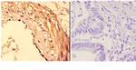 14-3-3 zeta Antibody in Immunohistochemistry (Paraffin) (IHC (P))