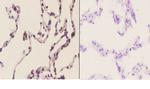 AIF Antibody in Immunohistochemistry (Paraffin) (IHC (P))