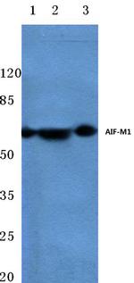 AIF Antibody in Western Blot (WB)