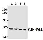 AIF Antibody in Western Blot (WB)