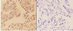 c-Abl Antibody in Immunohistochemistry (Paraffin) (IHC (P))