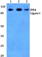 DNA Ligase I Antibody in Western Blot (WB)