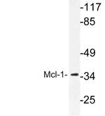 MCL-1 Antibody in Western Blot (WB)