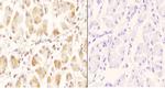 GCN5 Antibody in Immunohistochemistry (Paraffin) (IHC (P))