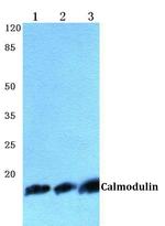 Calmodulin Antibody in Western Blot (WB)