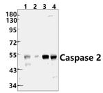 Caspase 2 Antibody in Western Blot (WB)