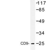 CD9 Antibody in Western Blot (WB)