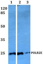 POLR2E Antibody in Western Blot (WB)