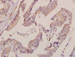 IRF3 Antibody in Immunohistochemistry (Paraffin) (IHC (P))