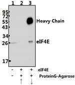 eIF4E Antibody in Immunoprecipitation (IP)